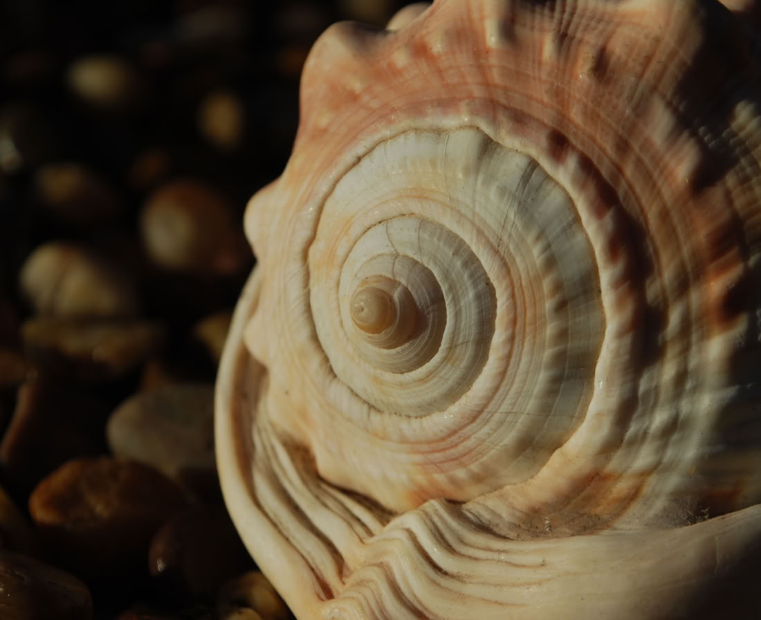 The magic of the Universe through everyting - Reiki